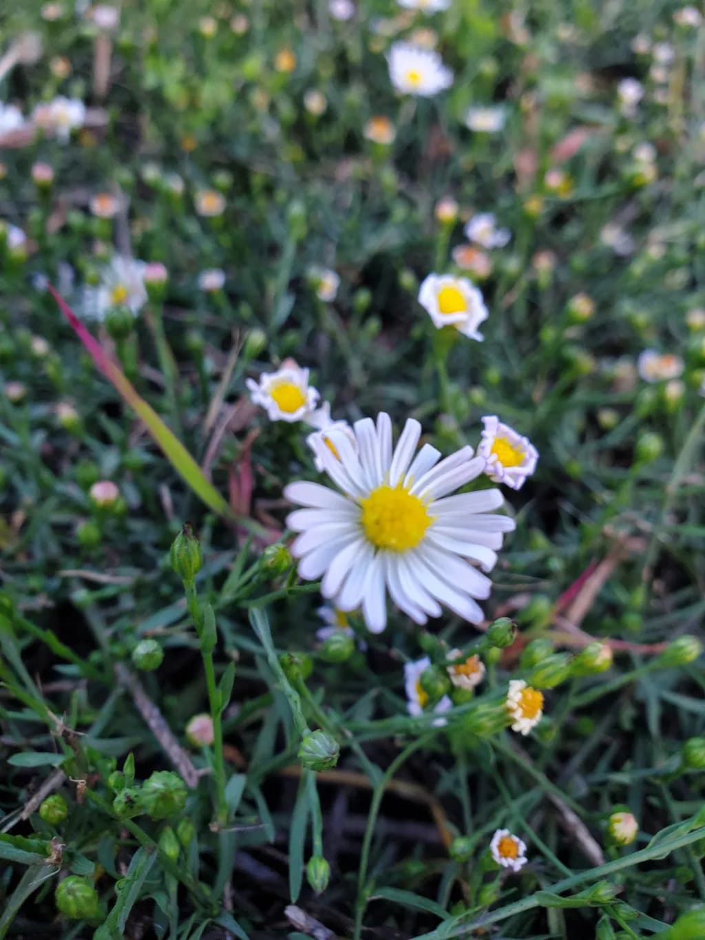 Daisies Through the Thicket