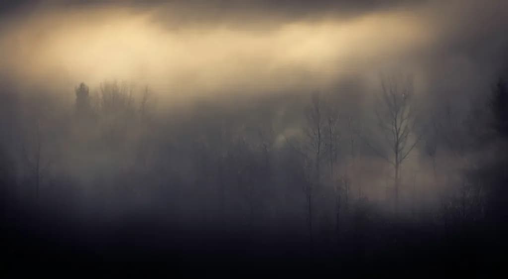 Silent Forest Shadows
