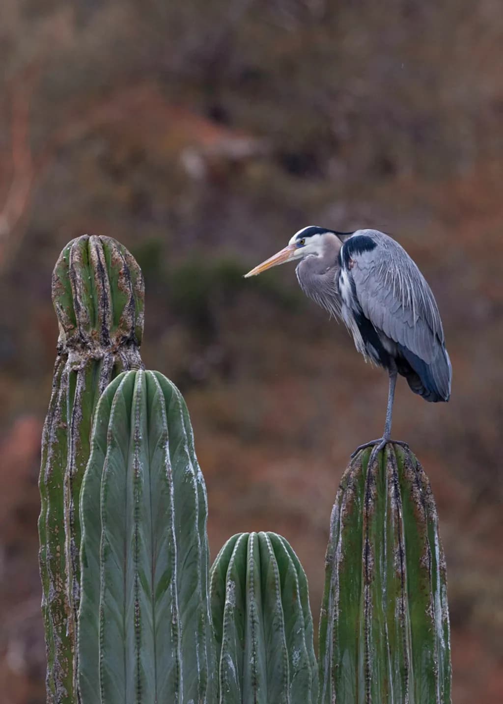 Heron on Cactus Summit