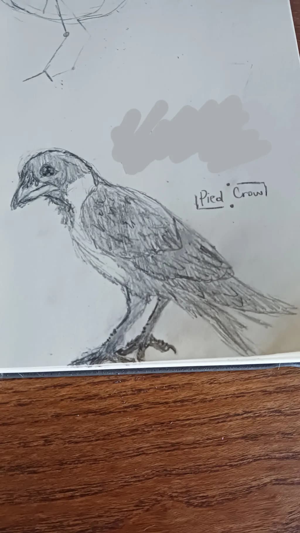 Pied Crow Sketch