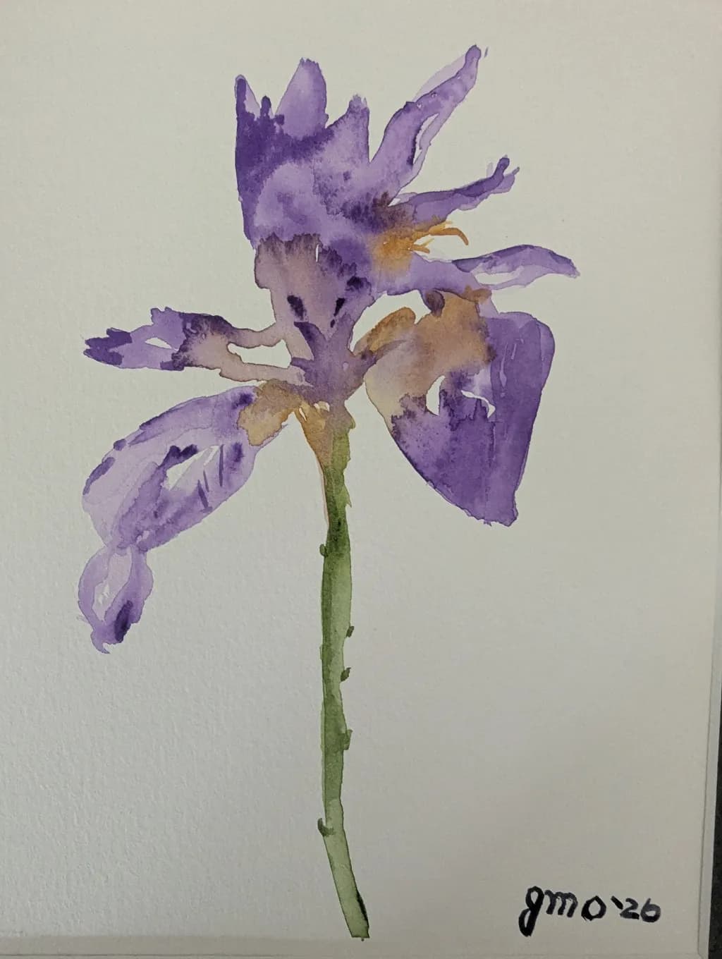Iris Bloom