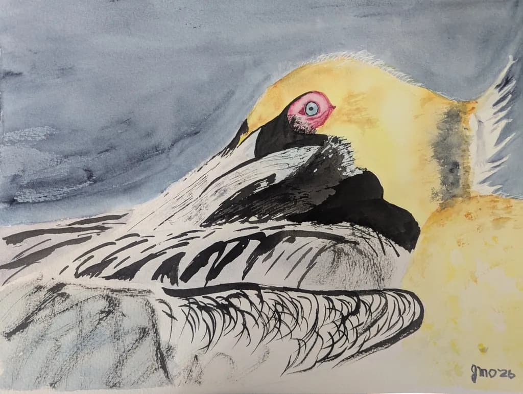 Pelican Portrait