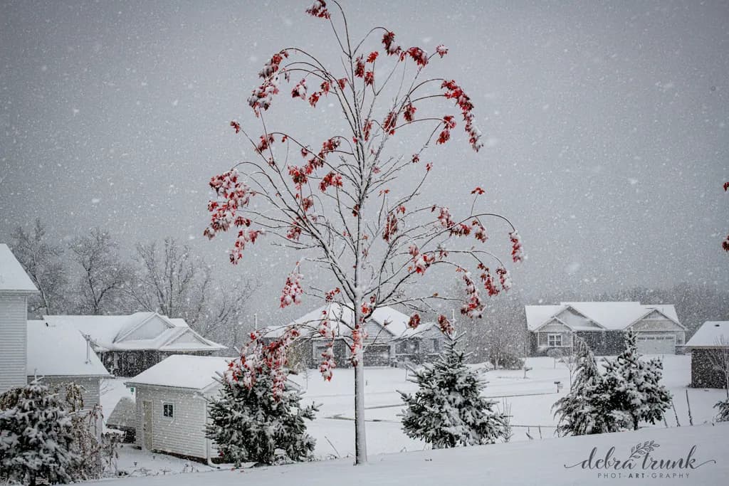 Red-Leaf Winter Neighborhood