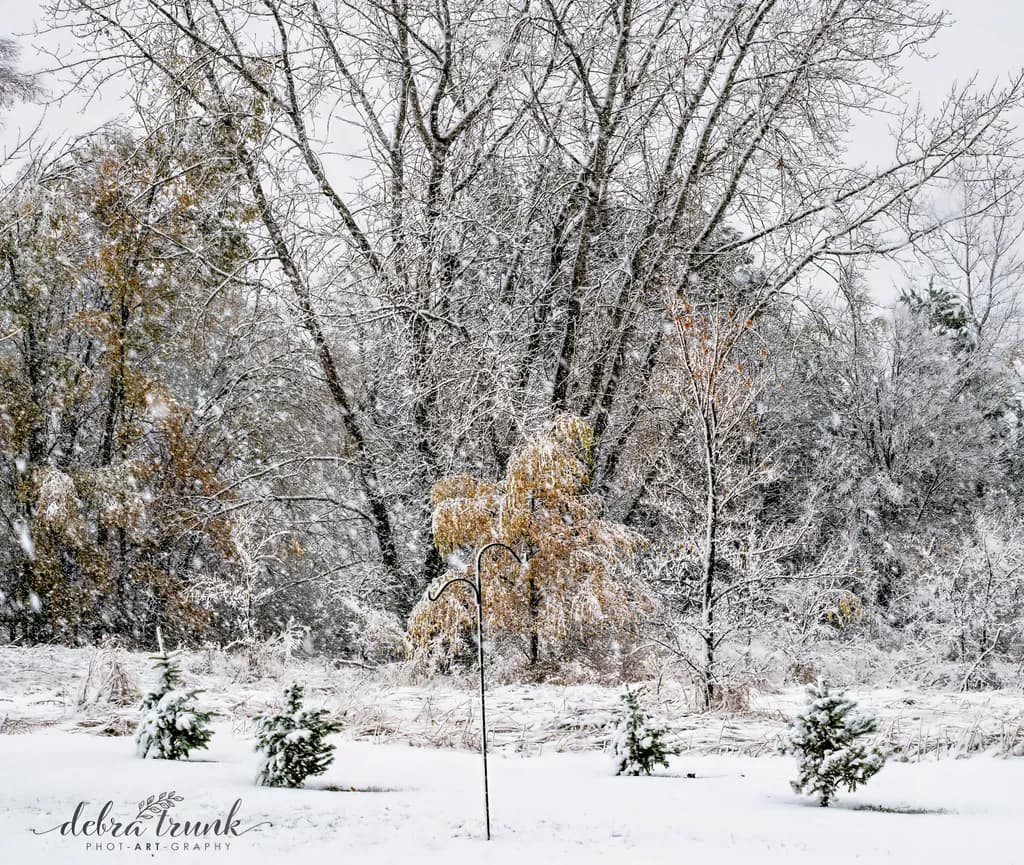 Winter Backyard