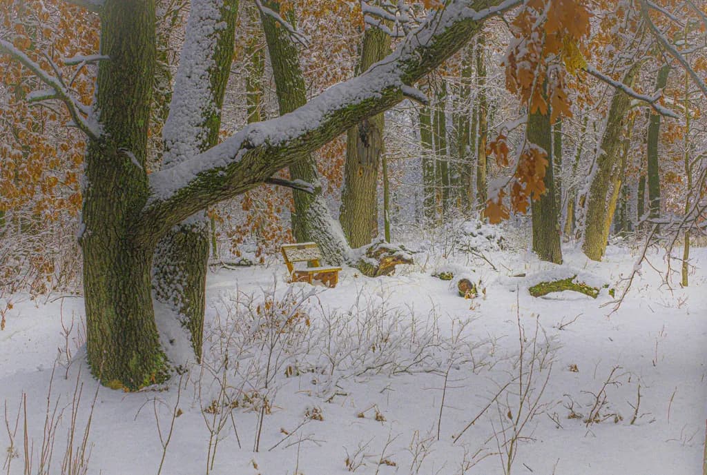 Snowy Forest Bench