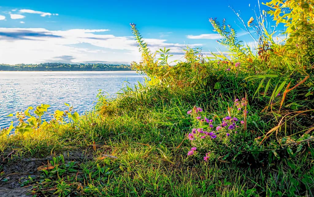Sunrise Glow on Lakeside Wildflowers