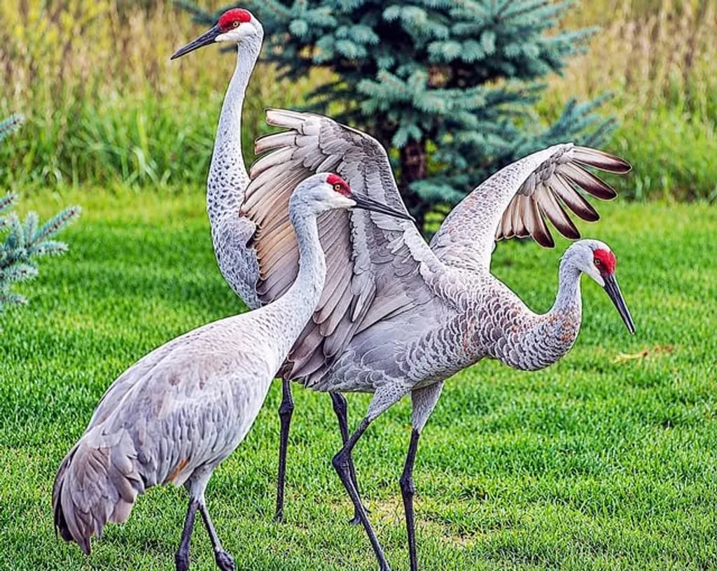 Crane Family of Three