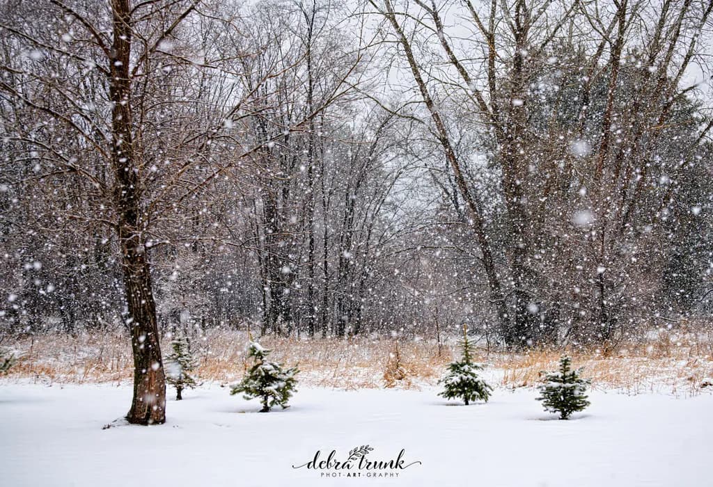Winter Scene