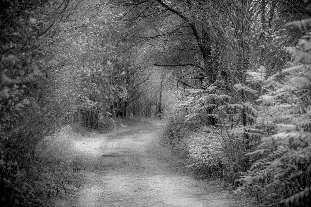 Monochrome Forest Trail