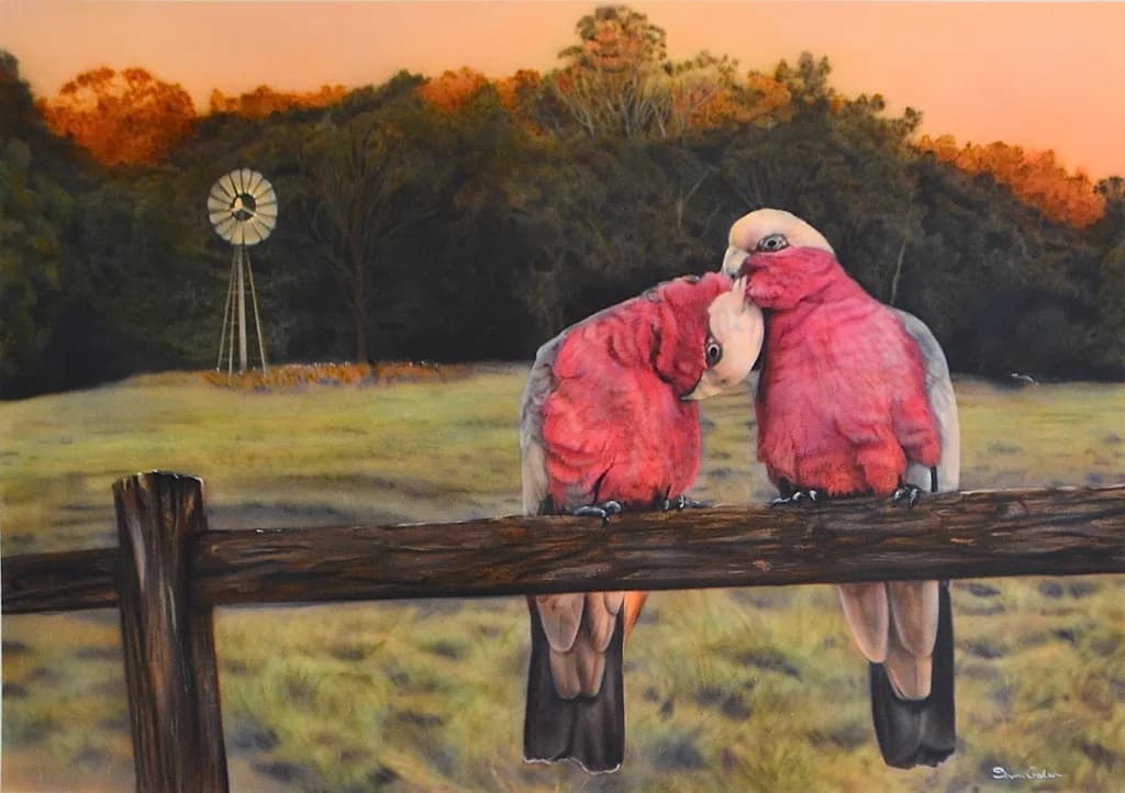 Galah Affection