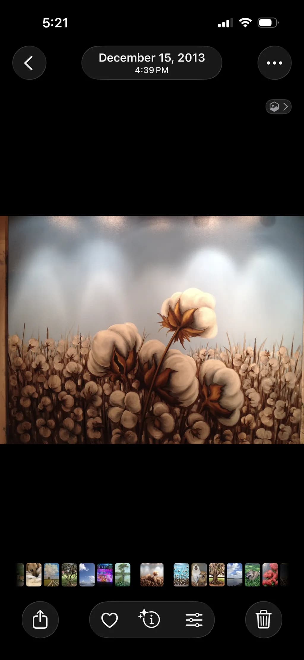 Cotton Bloom