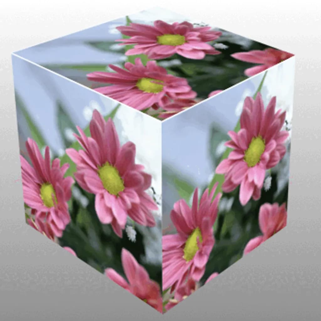 Pink Daisy Bloom