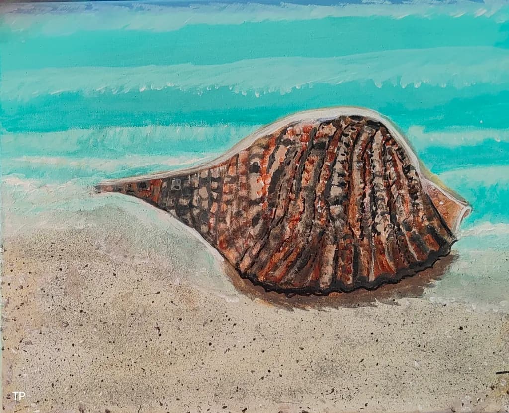 Tide's Edge Shell
