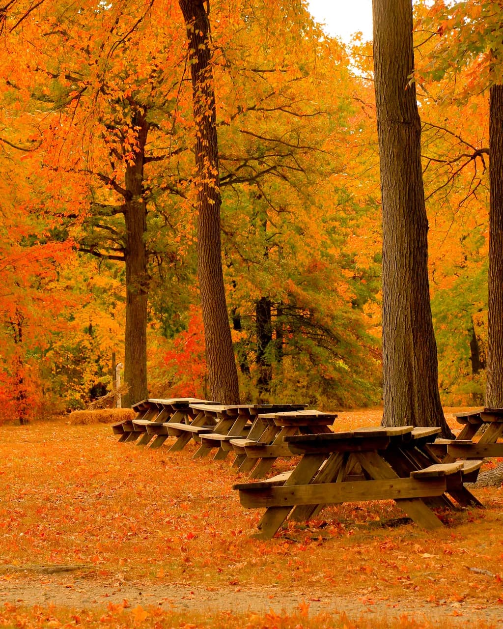 Bellevue Park Autumn