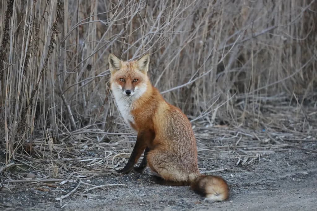 Fox in Stillness