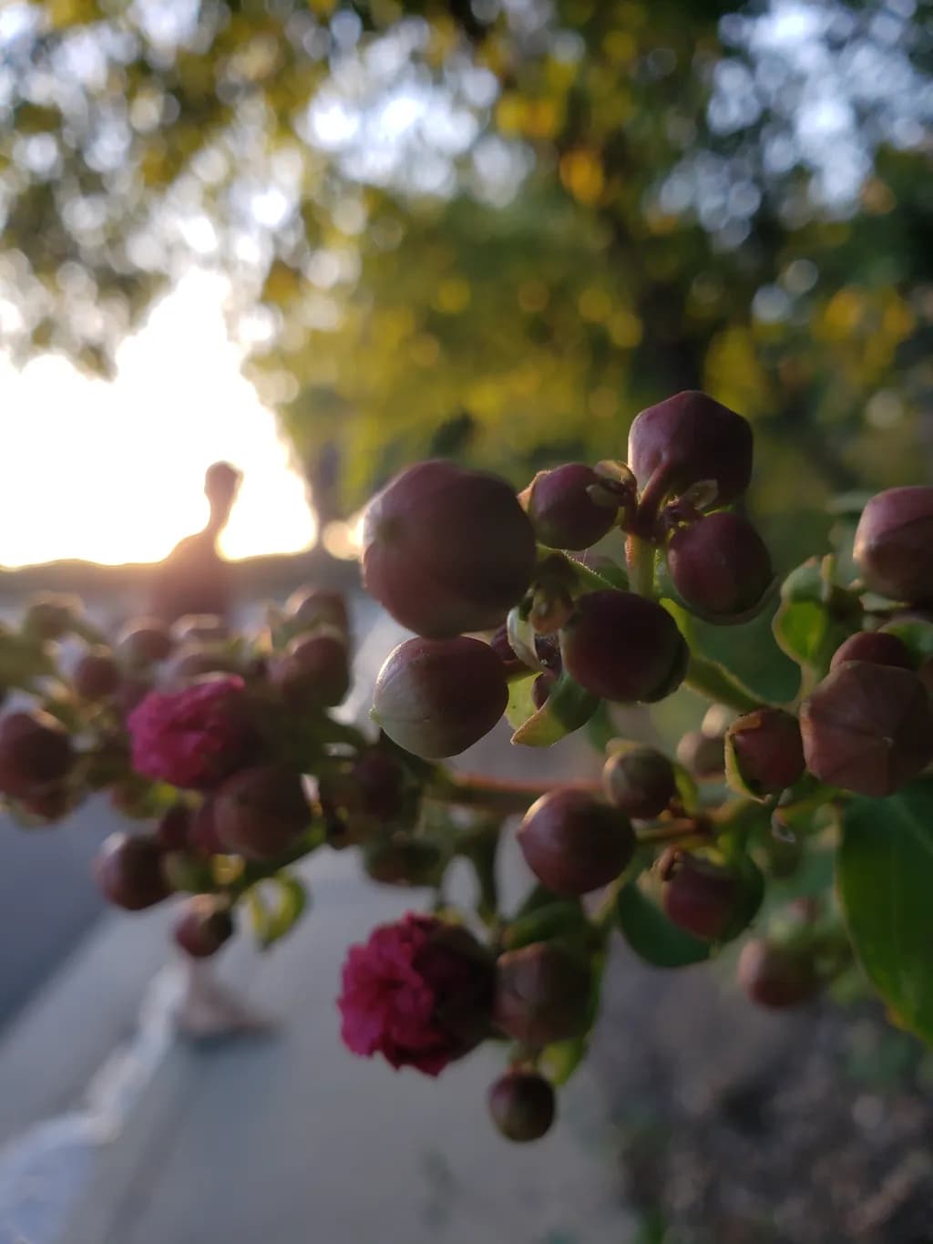 Flower Buds at Sunrise