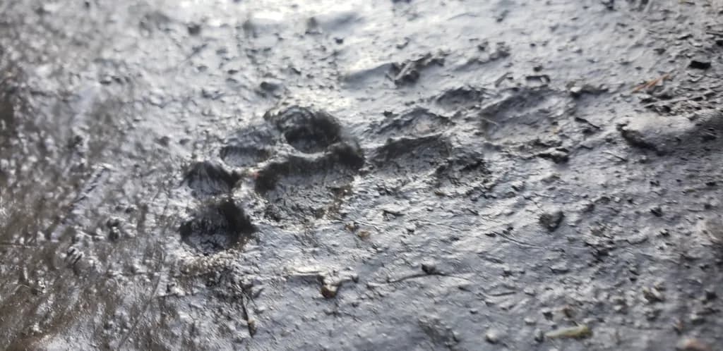 Wet Mud Pawprint