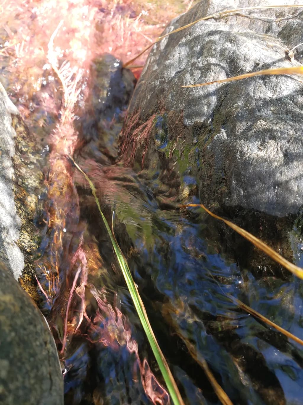 Stream Reflections on Rocks