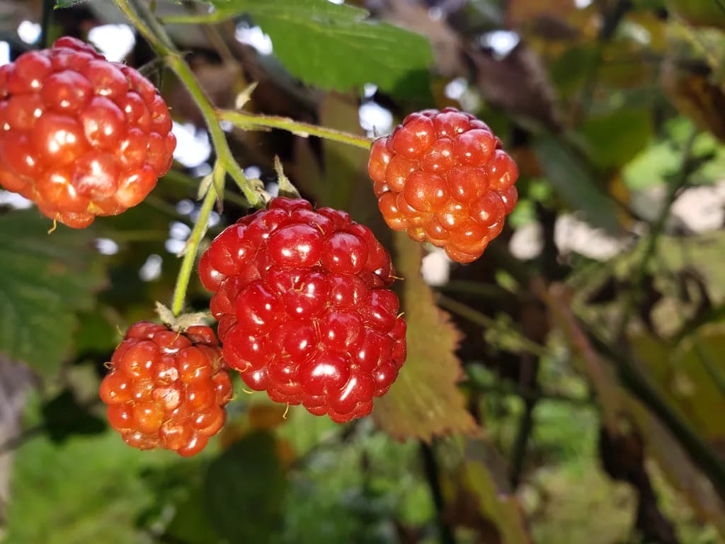 Ripe Red Berry Cluster