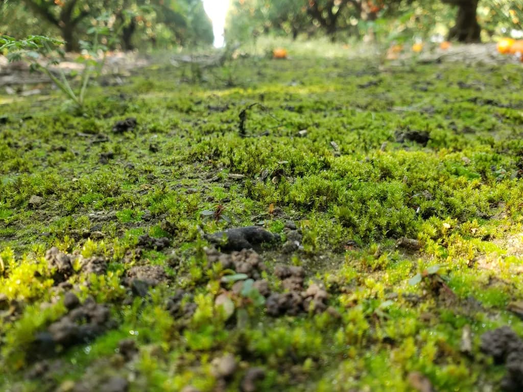 Mossy Ground Detail