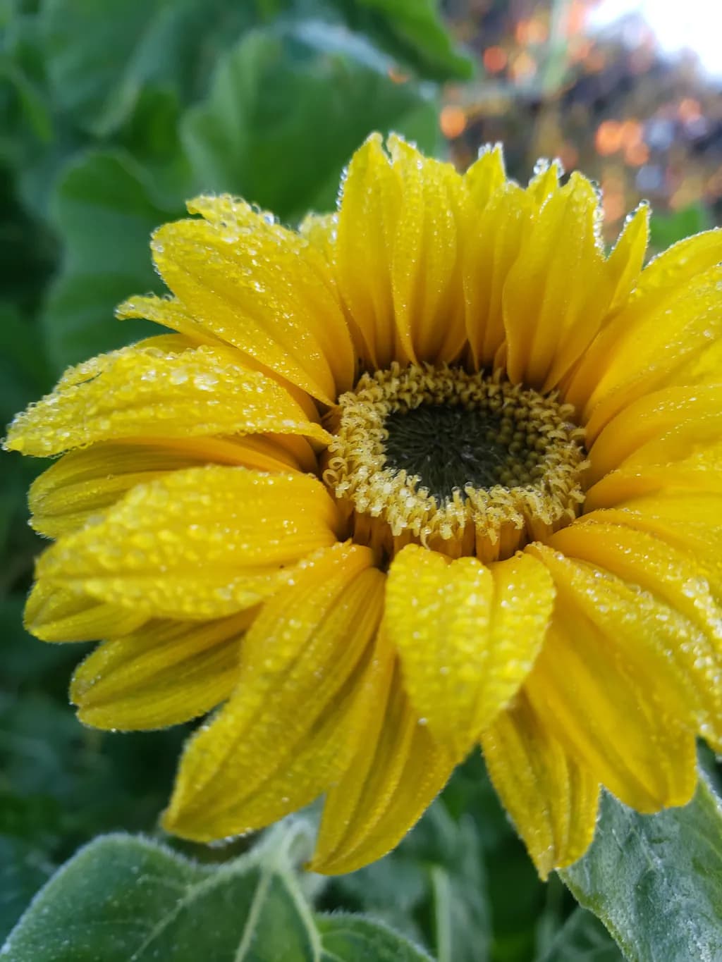 Yellow Flower Dewdrops