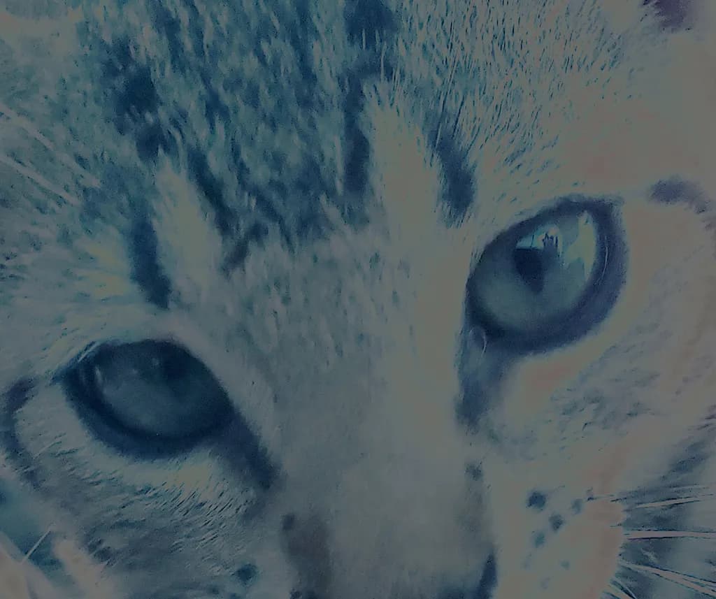 Cat Close-Up