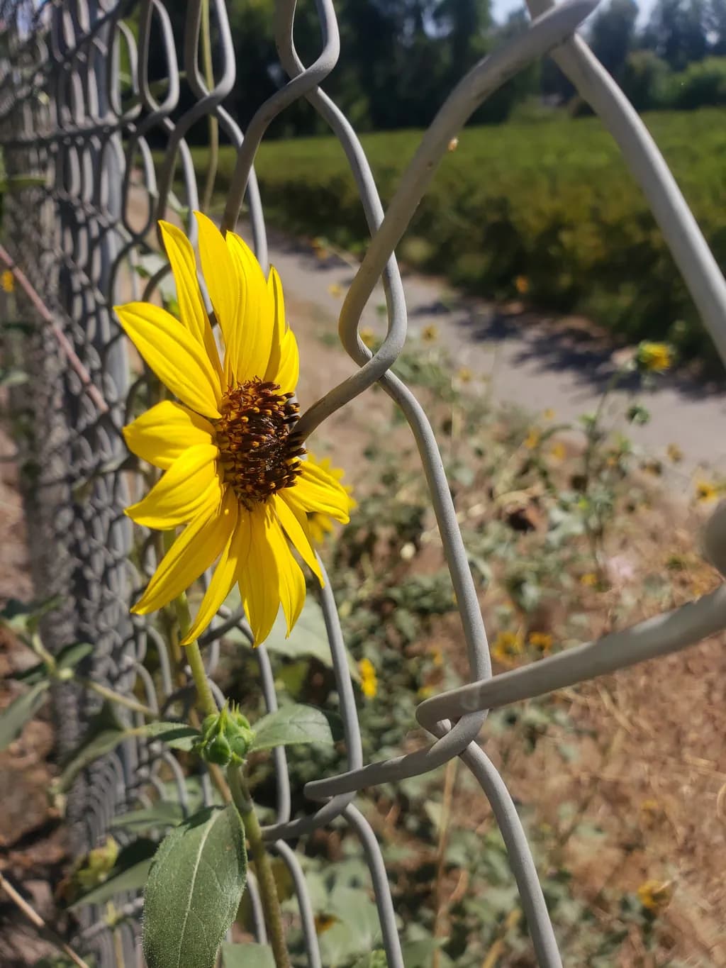 Sunflower and Fence