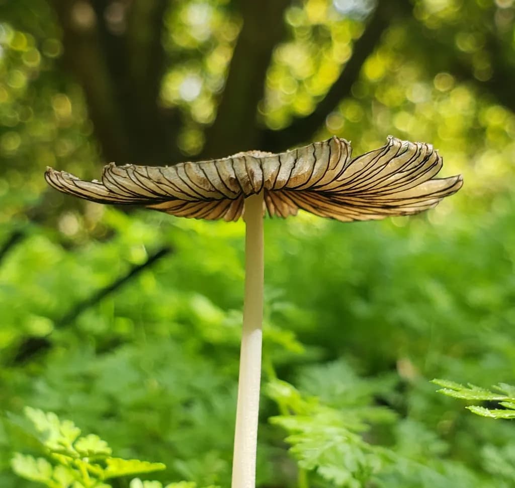 Delicate Canopy