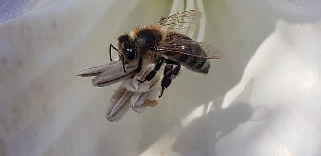Silent Pollinator