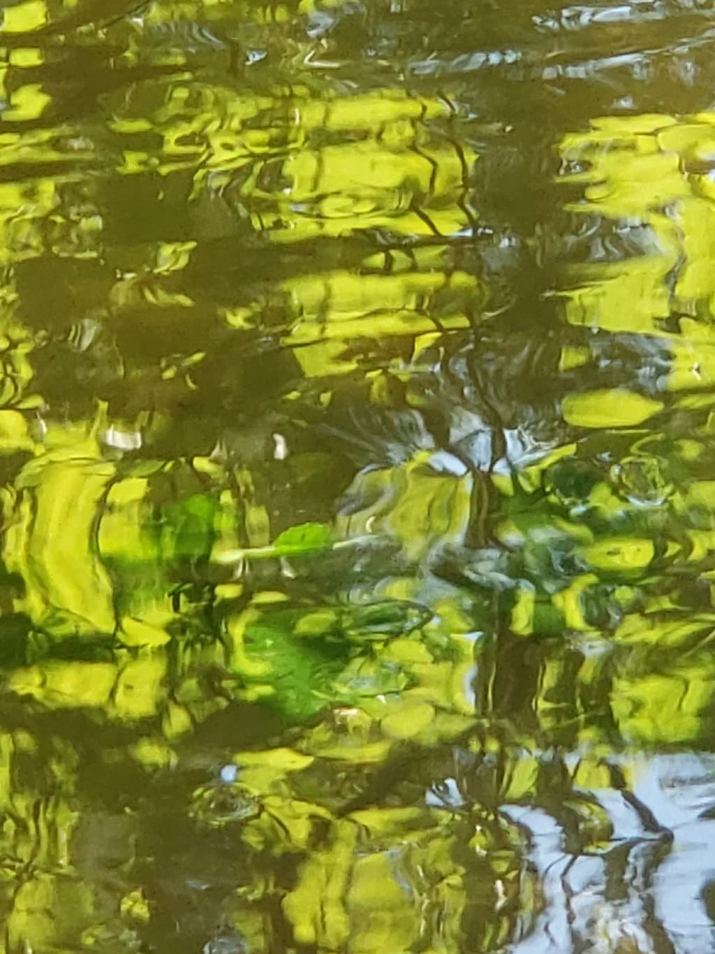 Liquid Greenscape