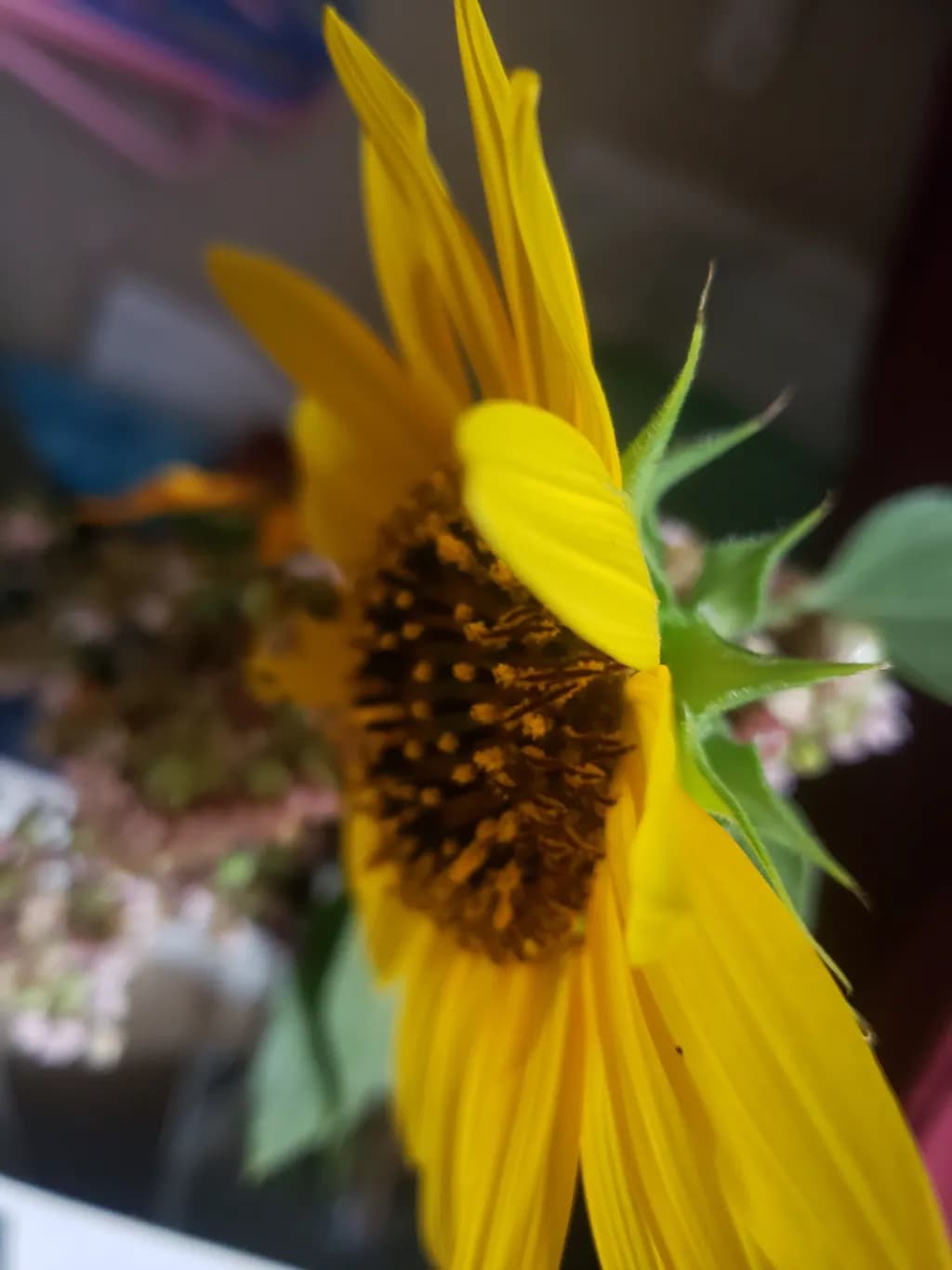 Sunlit Bloom