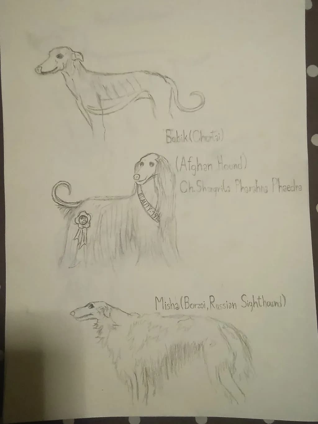 Sighthound Trio Study