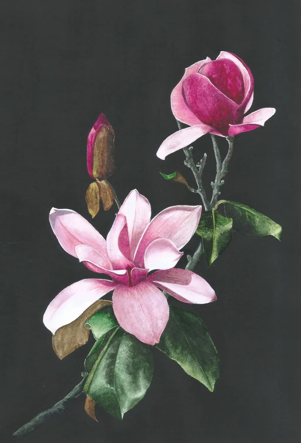 Magnolia Nocturne
