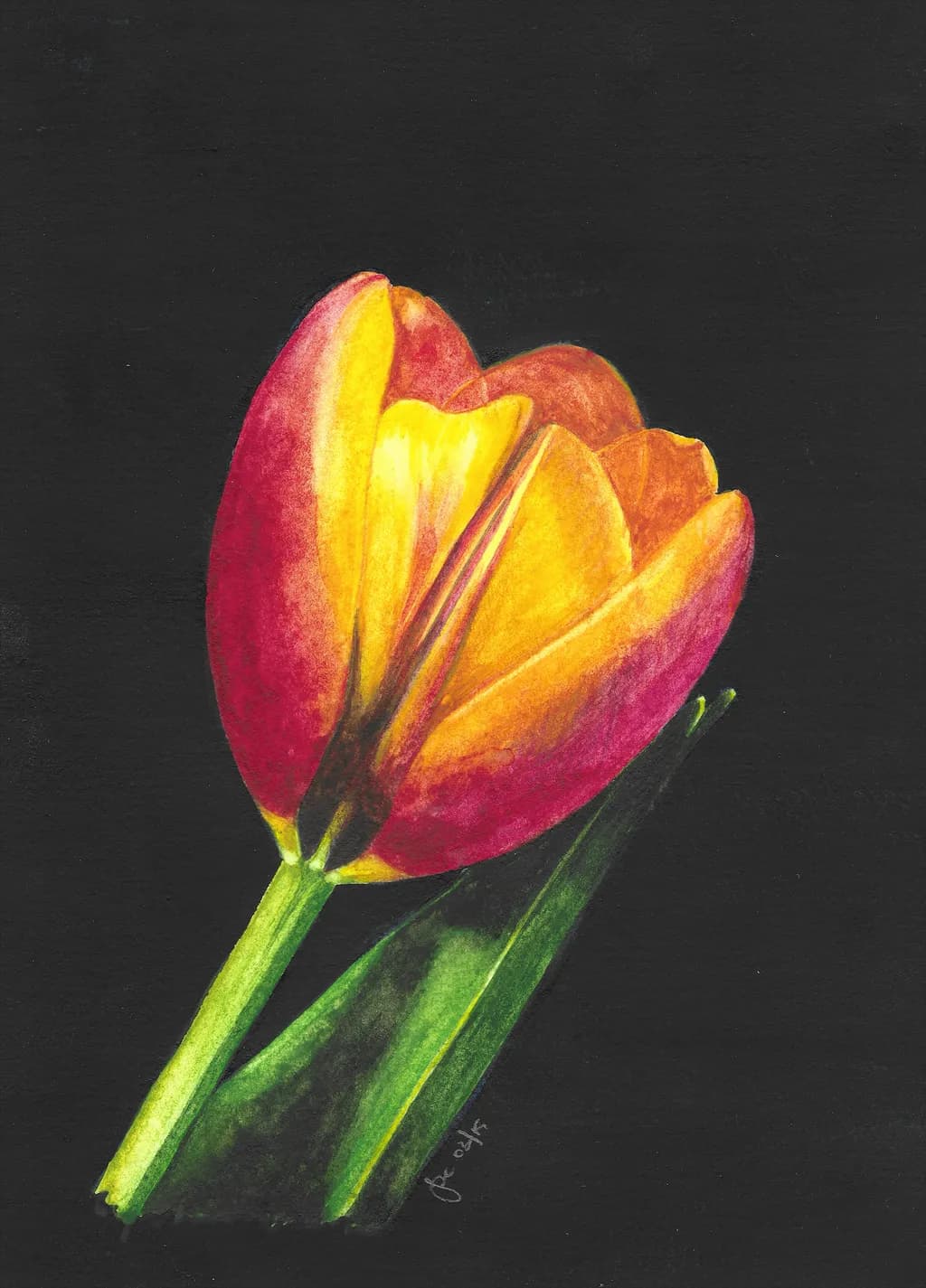 Ember Tulip
