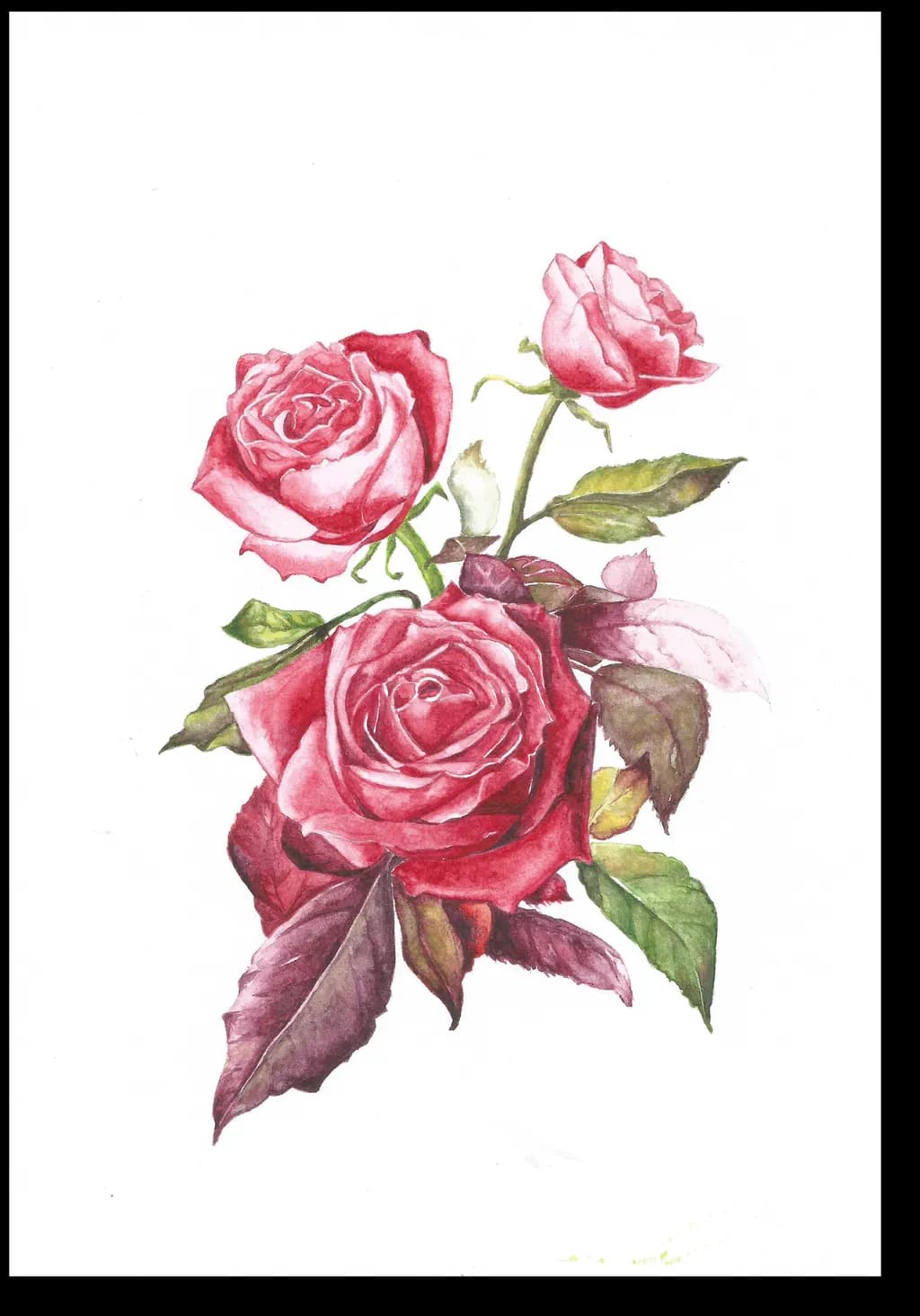 Rose Study in Blush