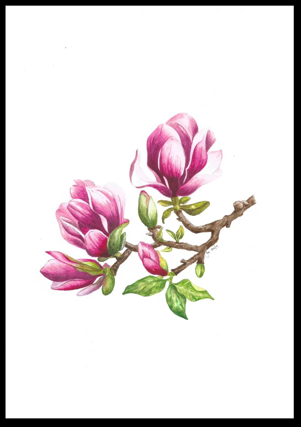 Magnolia Blossom Study