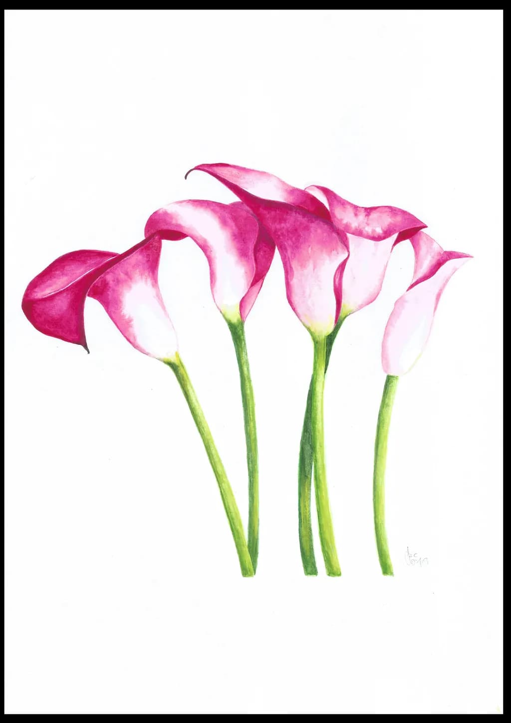 Calla Lillies