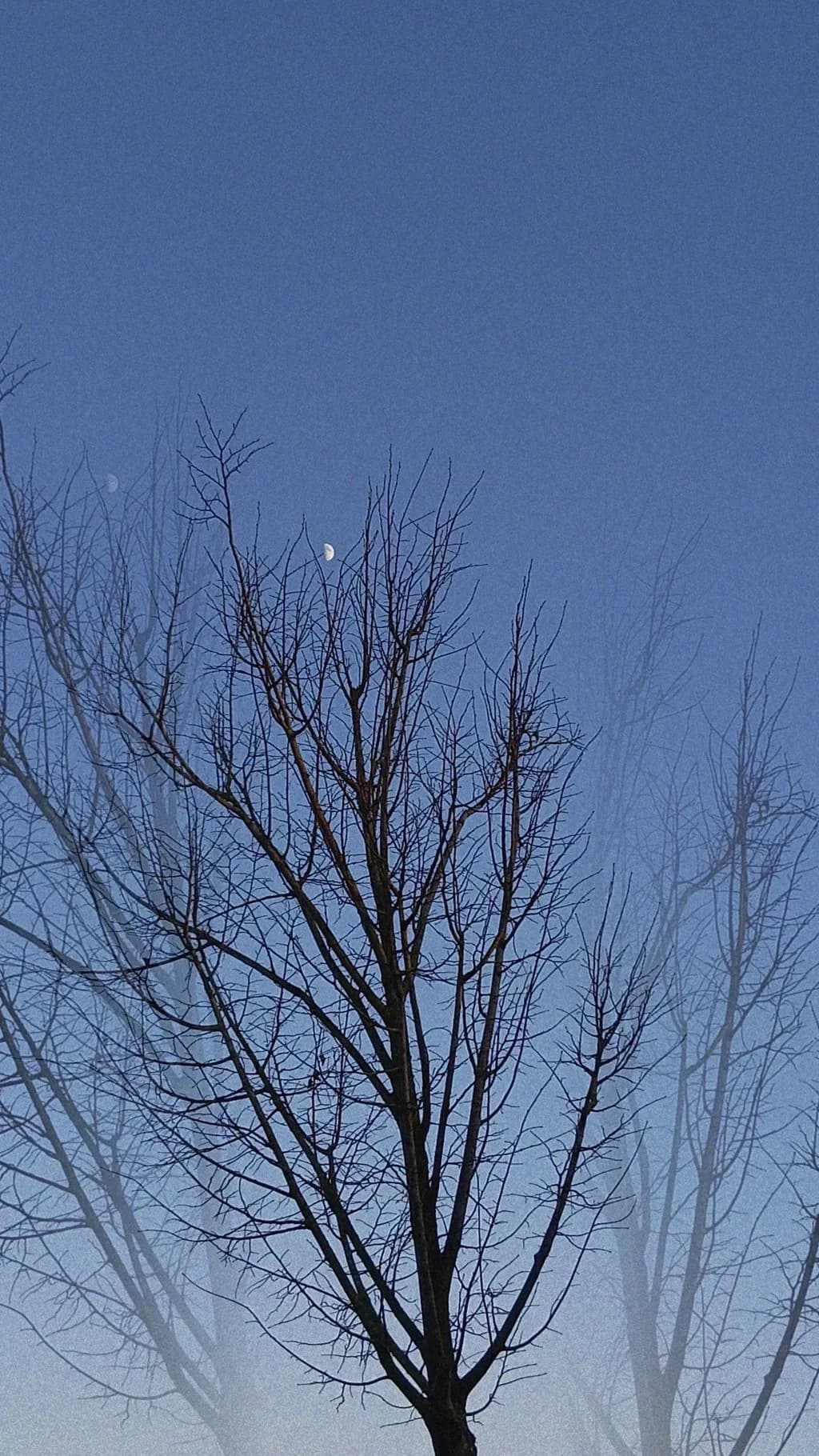 Silent Branches
