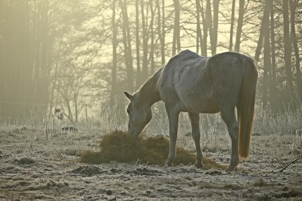 Frosted Morning Grazing