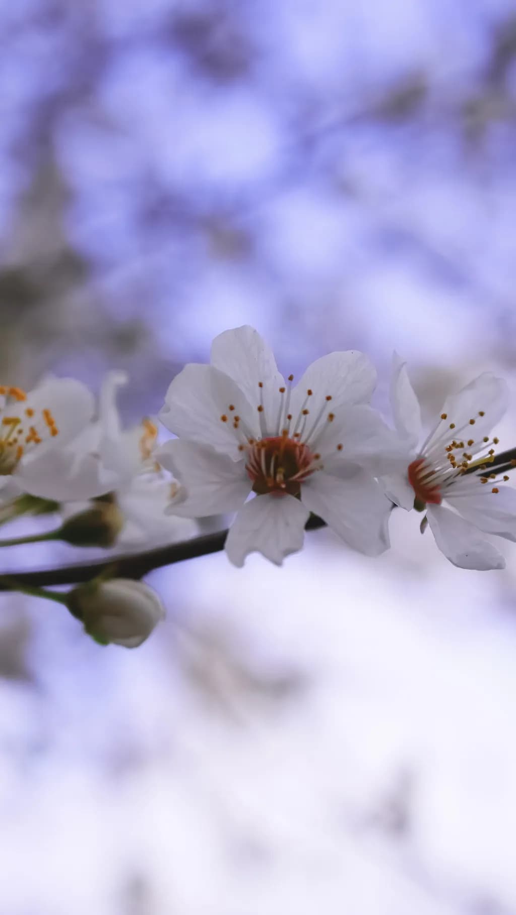 Spring Blossom