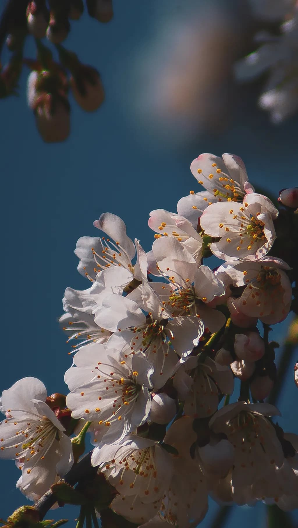 Spring Bloom