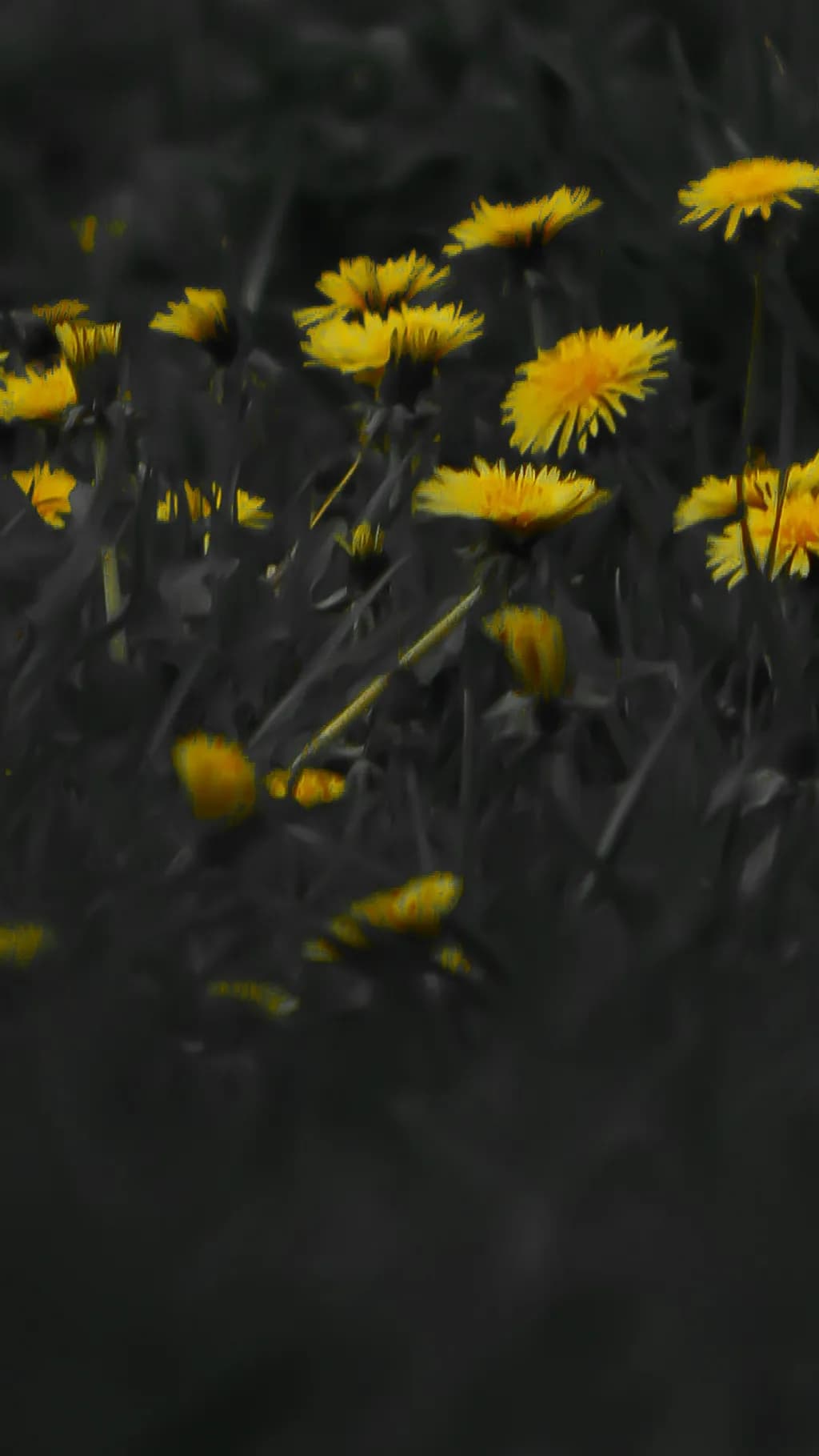 Golden Dandelions