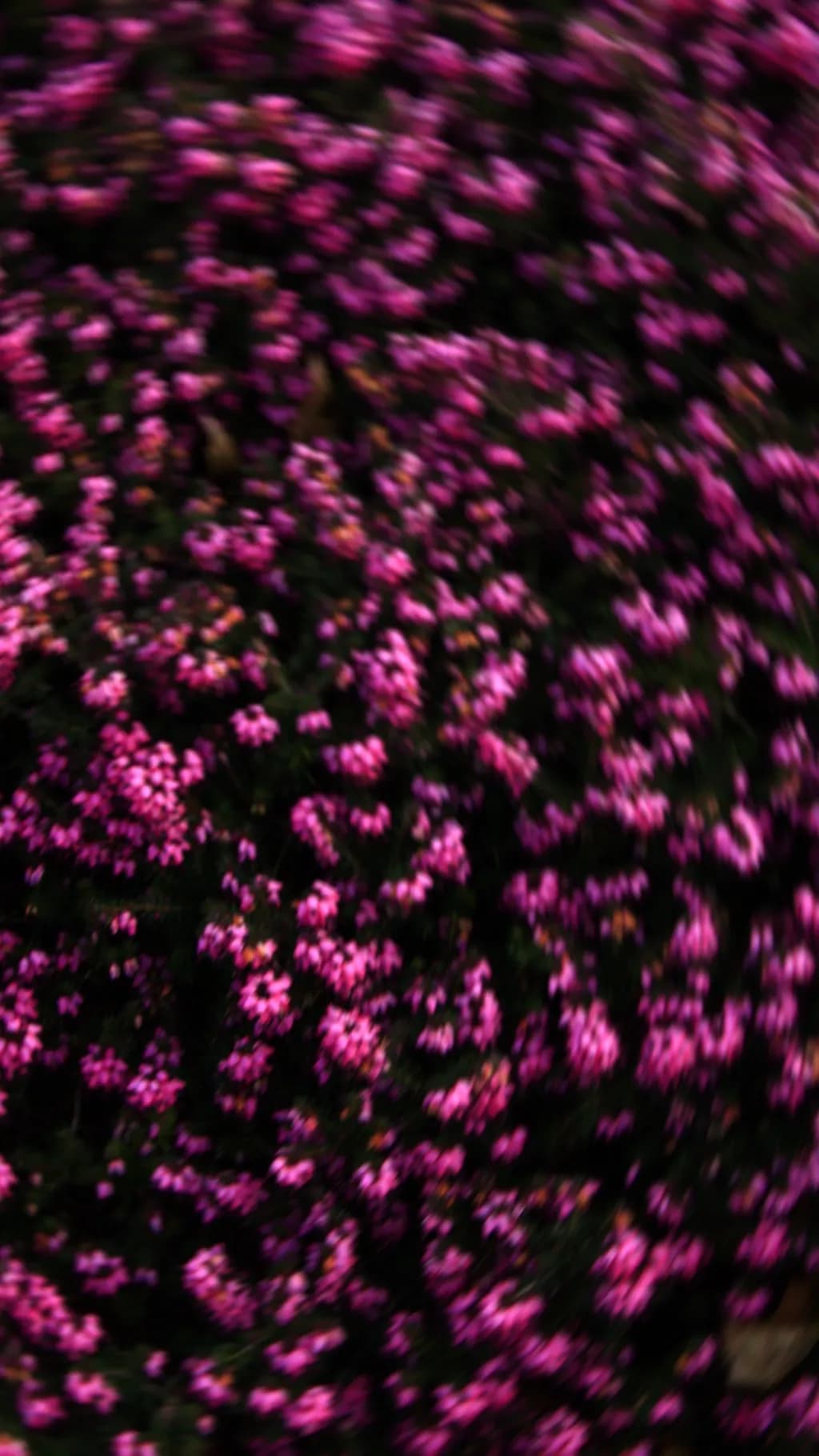 Blurred Blossoms