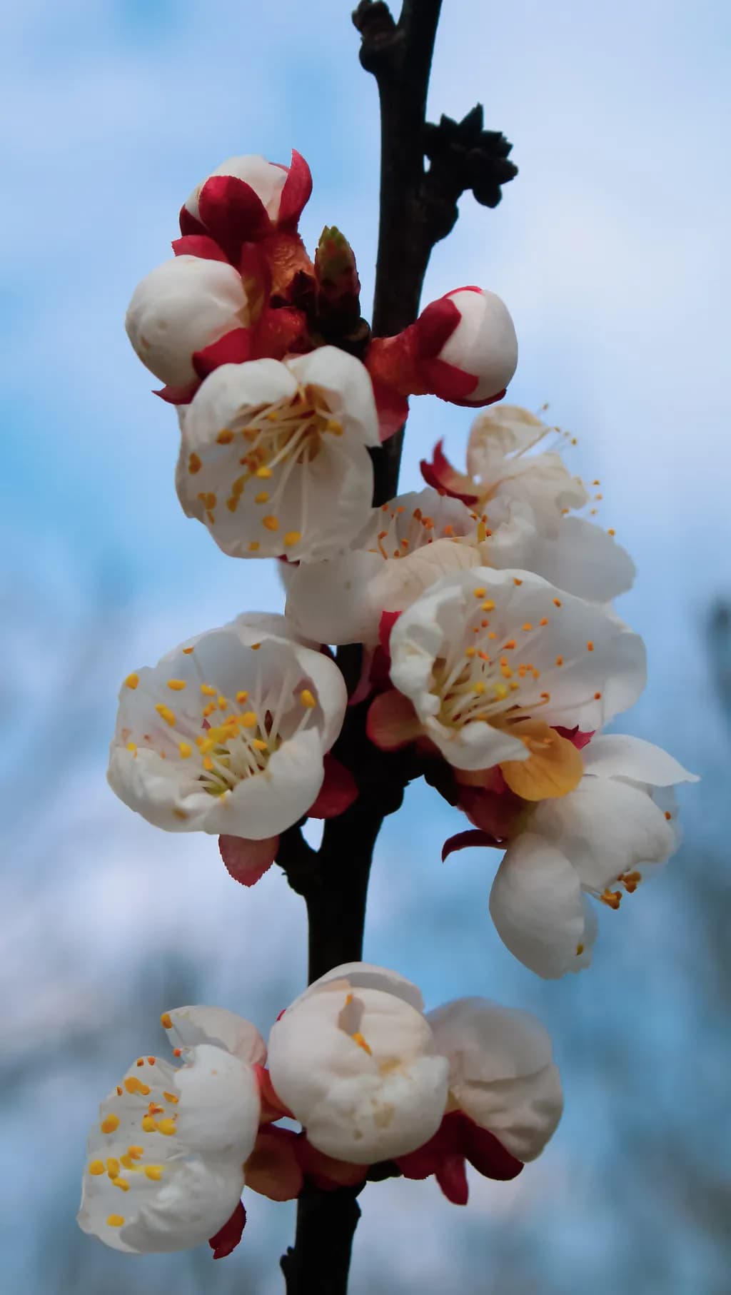 Spring Blossom Cluster