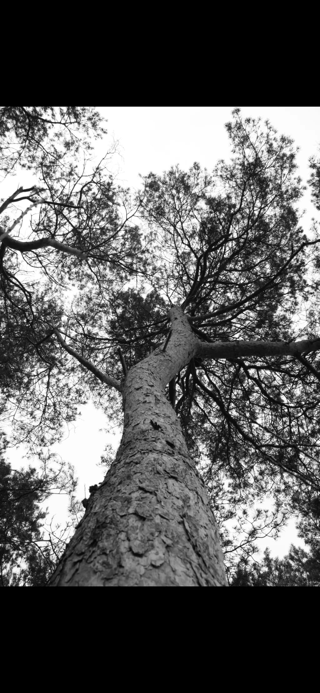 Ascending Pine