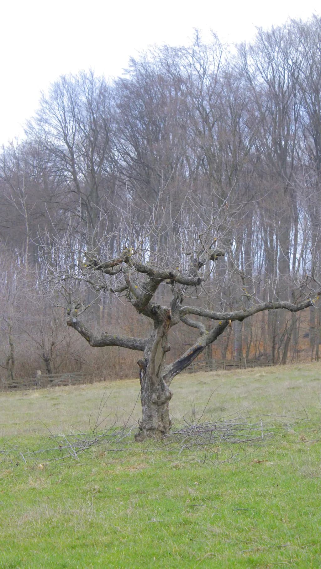Winter Branches