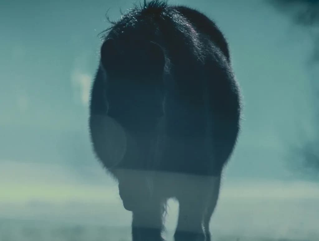 Shadowed Buffalo
