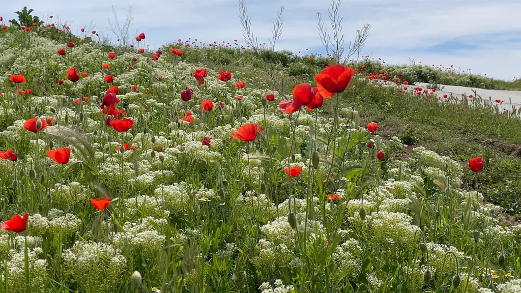 Red Poppy Meadow