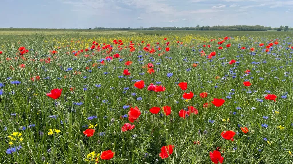 Wildflower Tapestry