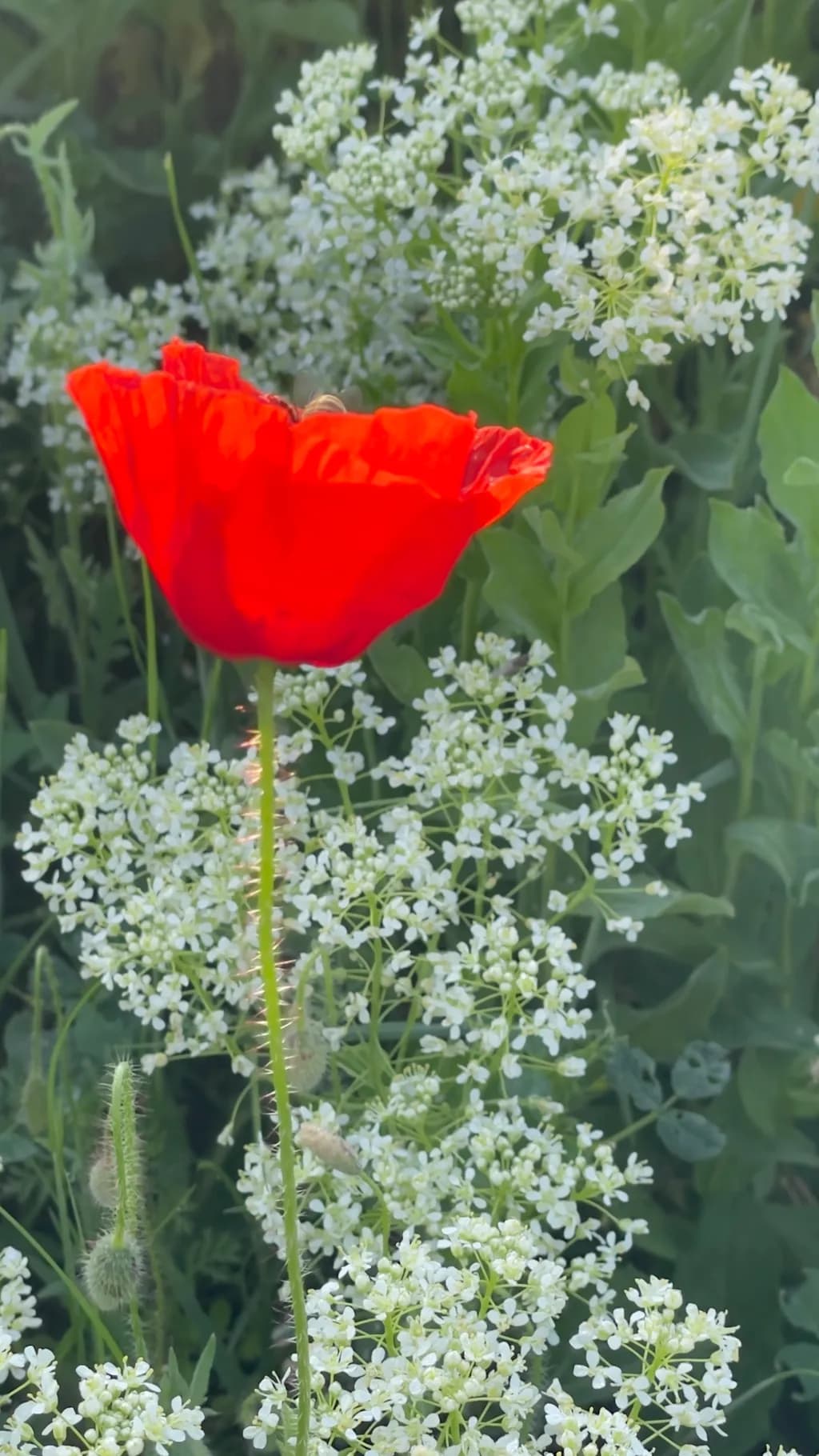 Scarlet Among Whites